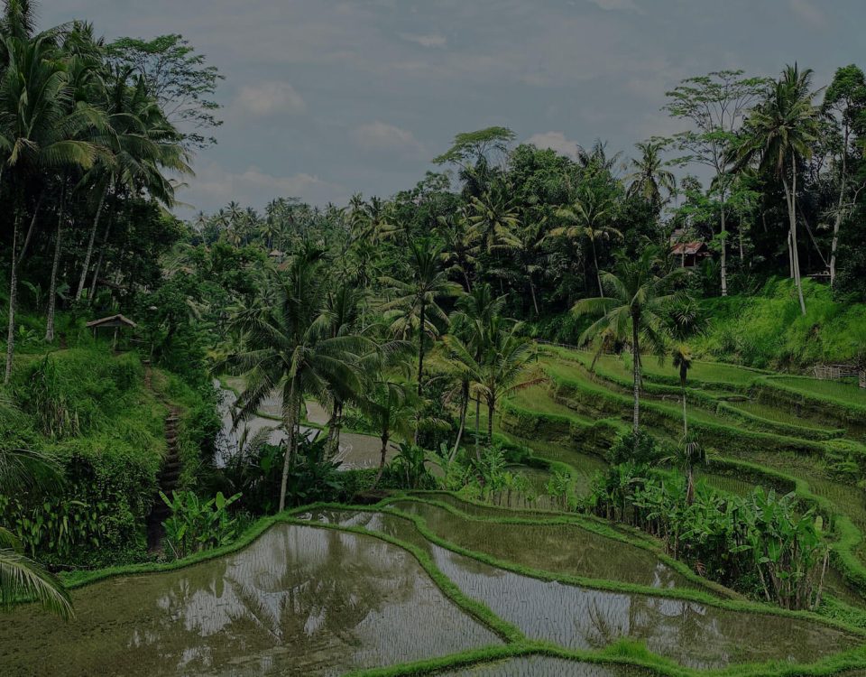 how much airport transfer cost from denpasar airport to ubud