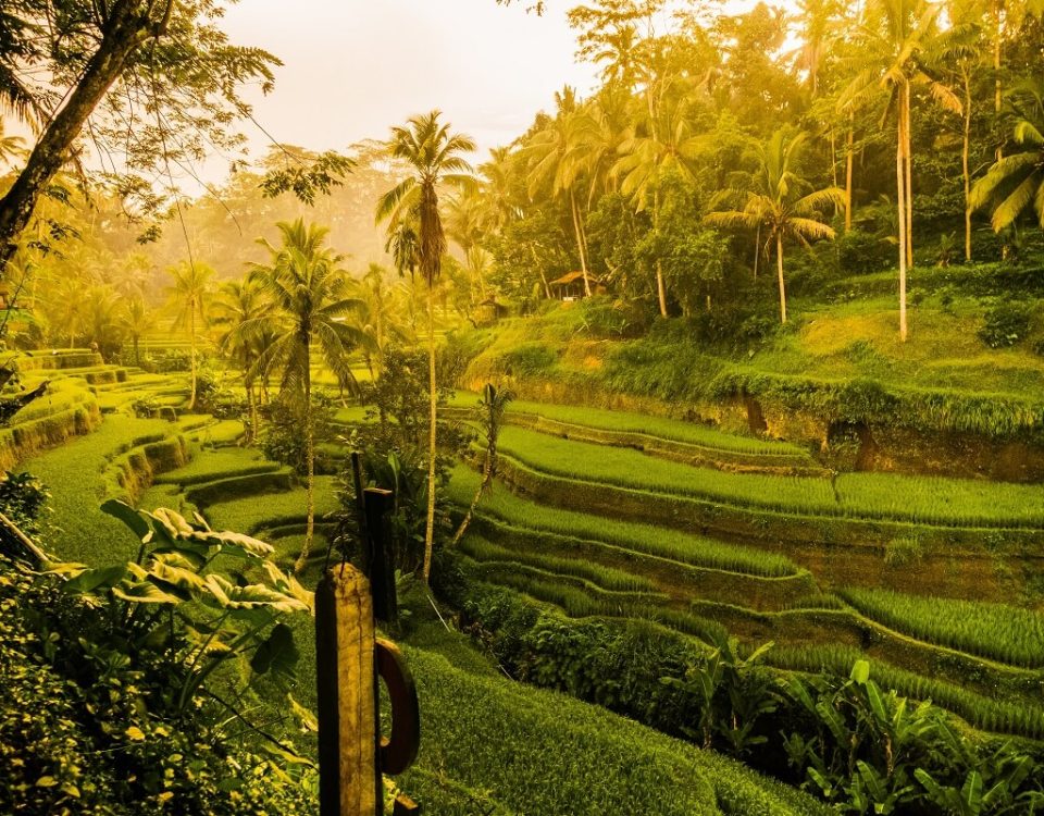 how much does a taxi cost from Bali airport transfer to Ubud