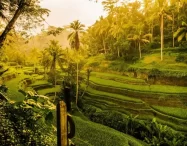 Ubud Car Rental with a Driver from $23