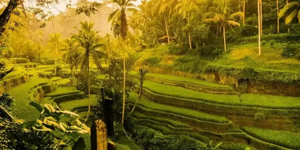 ubud driver service with private car